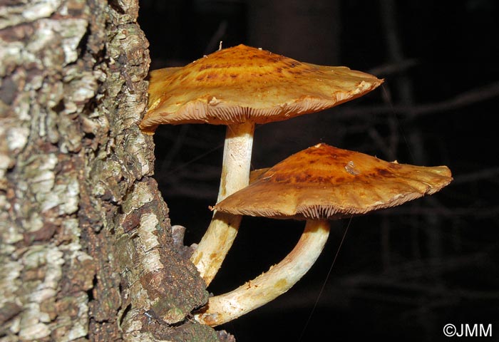 Pholiota limonella