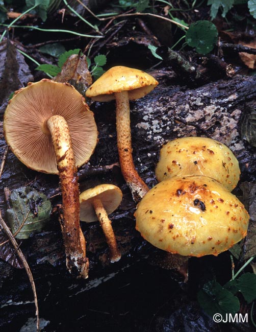 Pholiota limonella