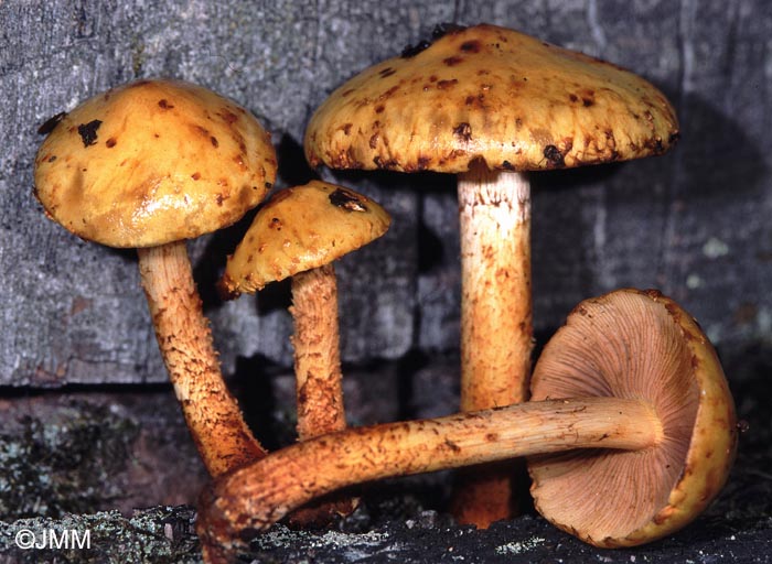 Pholiota limonella