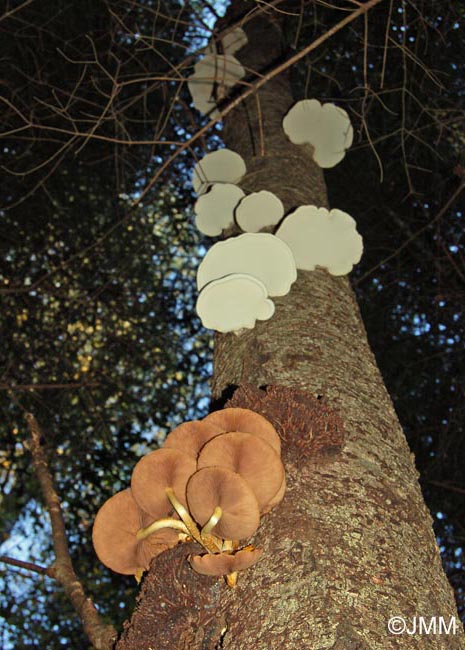 Pholiota limonella et Piptoporus betulinus