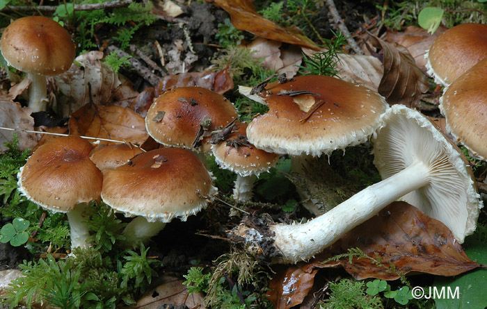 Pholiota lubrica