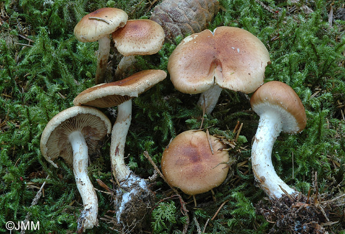 Pholiota lubrica