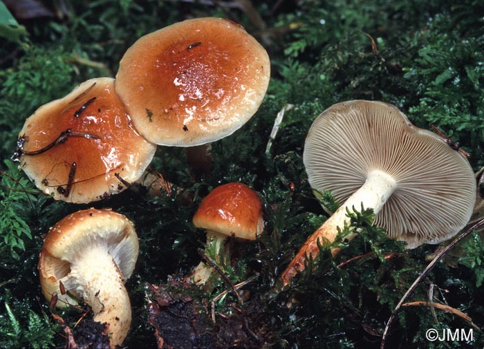 Pholiota lubrica