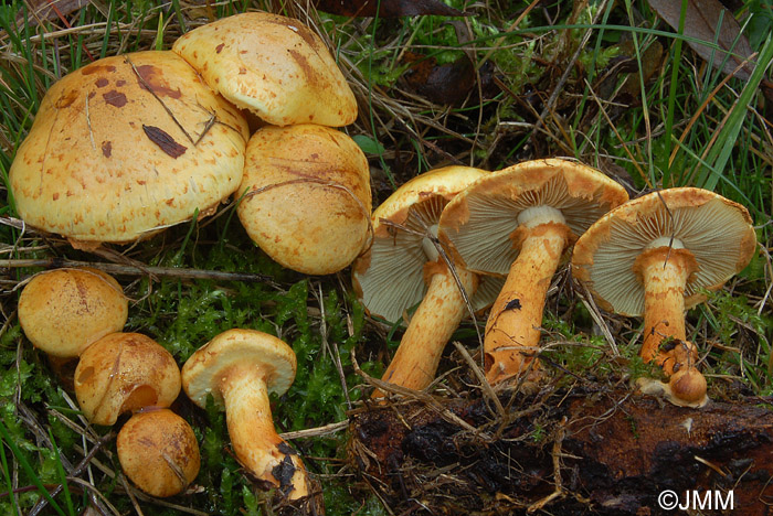 Pholiota lucifera