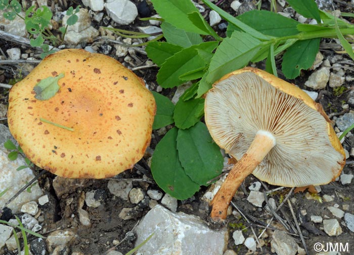 Pholiota lucifera