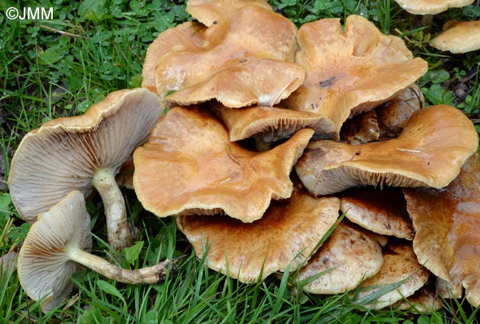 Pholiota pinicola = Flammula pinicola