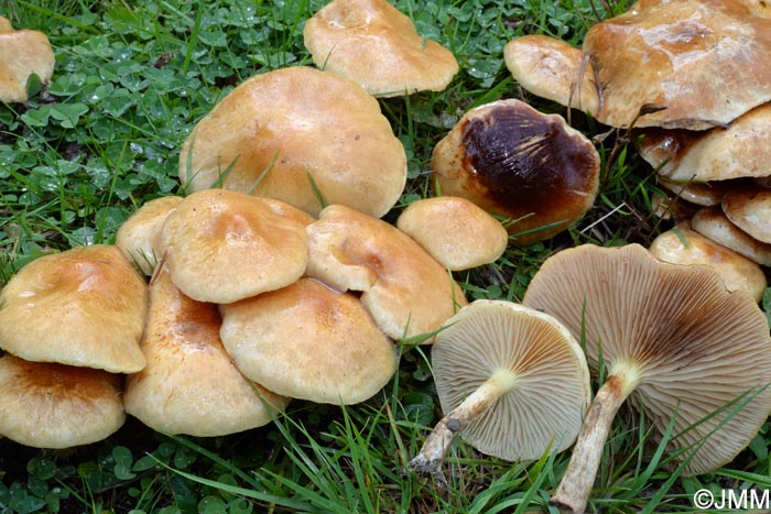 Pholiota pinicola = Flammula pinicola