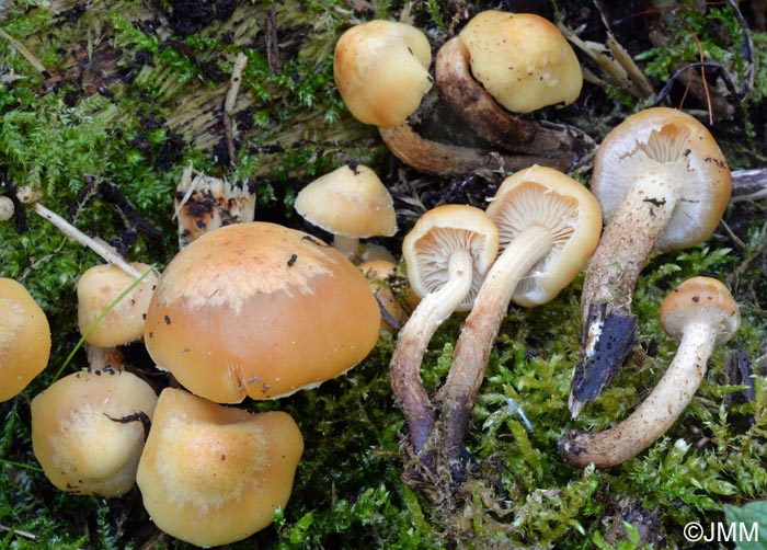 Pholiota salicicola