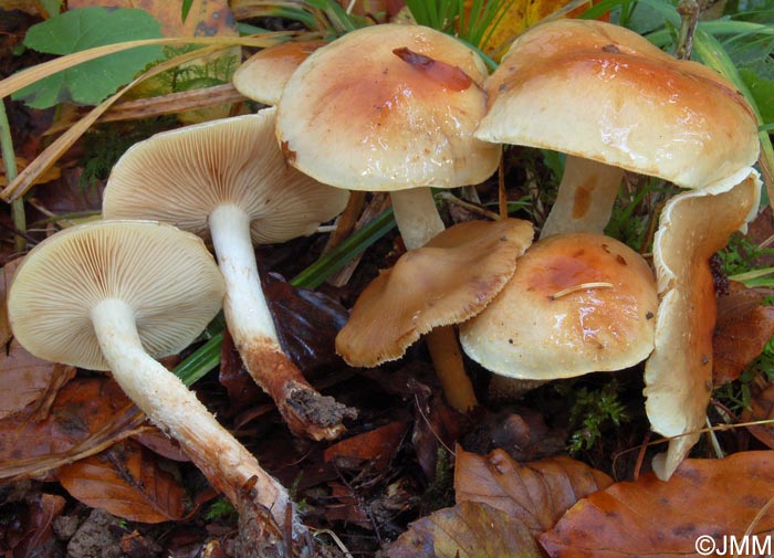 Pholiota spumosa