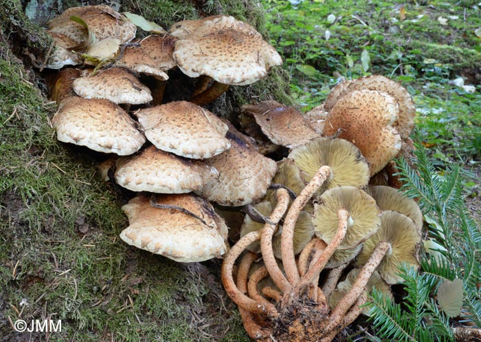 Pholiota squarrosa