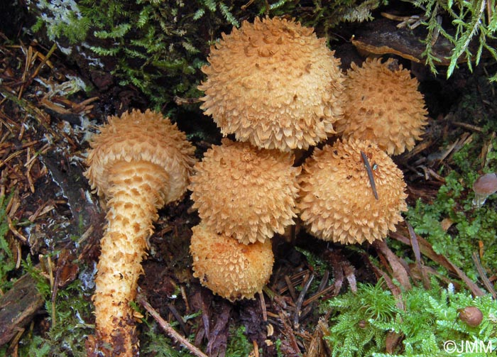 Pholiota squarrosa