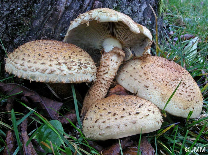 Pholiota squarrosa