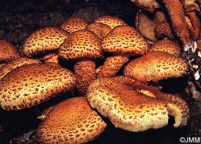 Pholiota squarrosa