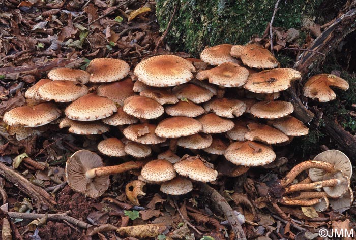 Pholiota squarrosa