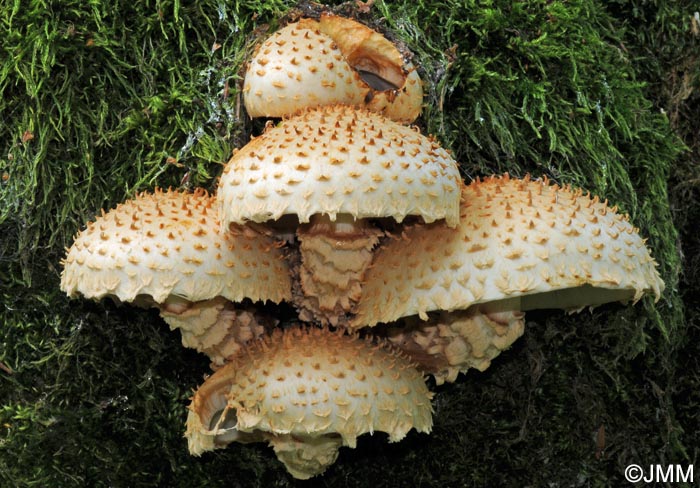 Pholiota squarrosoides