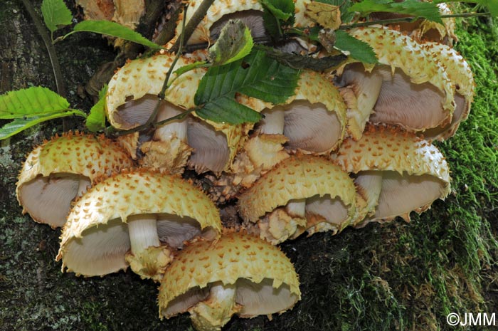 Pholiota squarrosoides