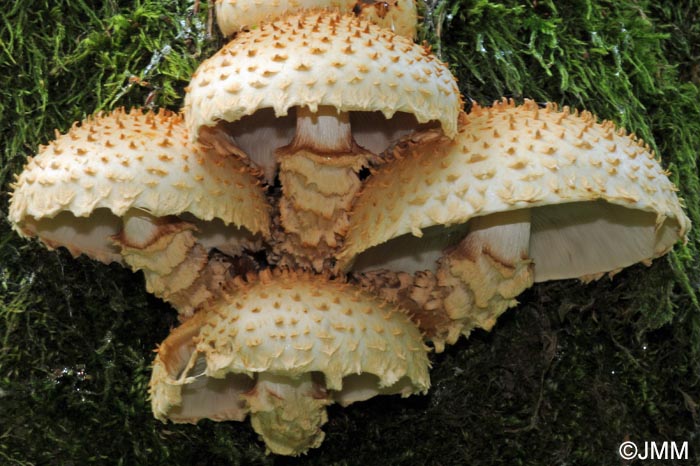 Pholiota squarrosoides