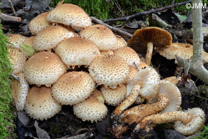 Pholiota squarrosoides