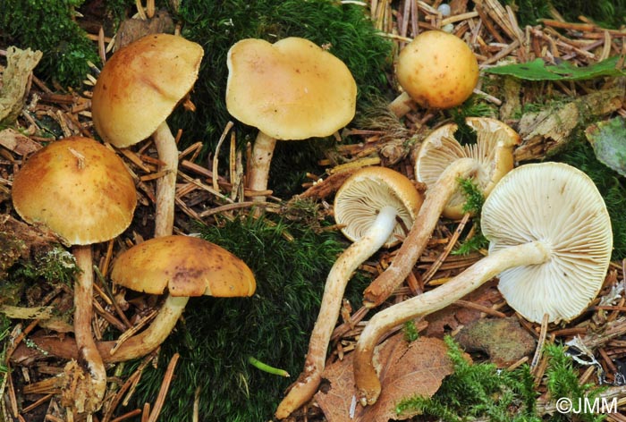 Pholiota subochracea