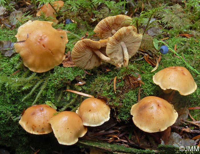 Pholiota subochracea