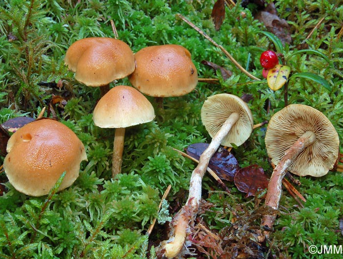 Pholiota subochracea