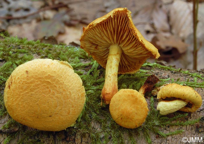 Pholiota tuberculosa