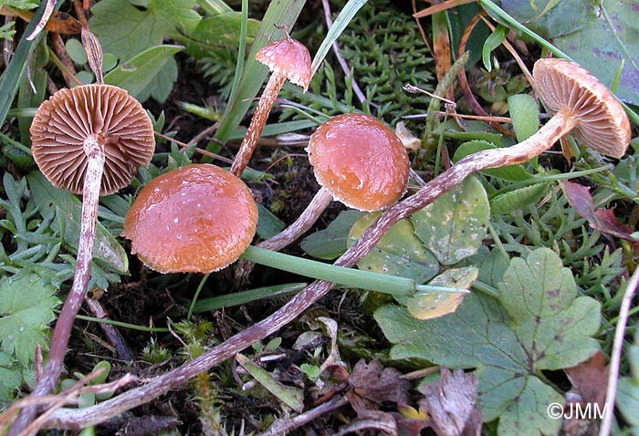 Pholiotina brunnea = Conocybe brunnea