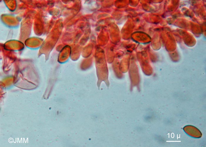 Pholiotina teneroides : basides bisporiques et spores