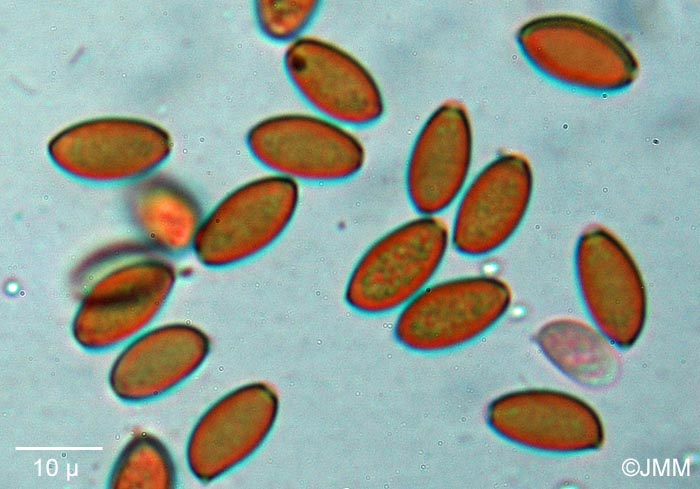 Pholiotina teneroides : spores