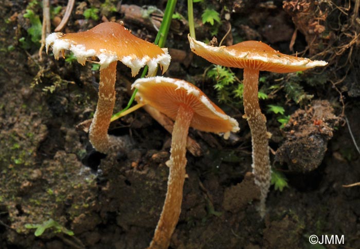 Pholiotina vestita = Conocybe vestita