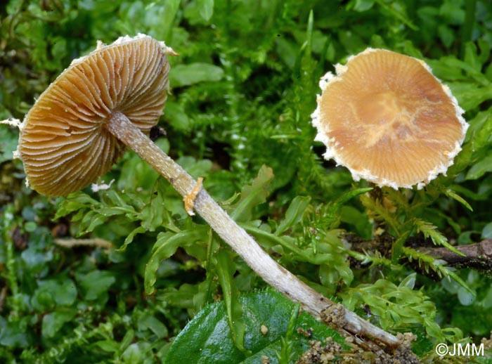 Pholiotina vestita = Conocybe vestita