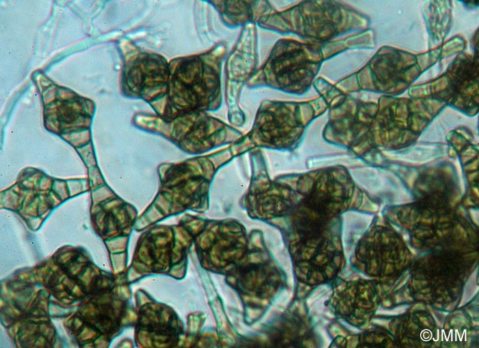 Phragmotrichum chailletii : microscopie