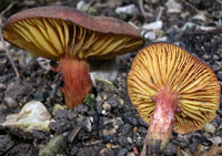 Phylloporus pelletieri