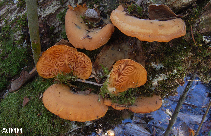 Phyllotopsis nidulans