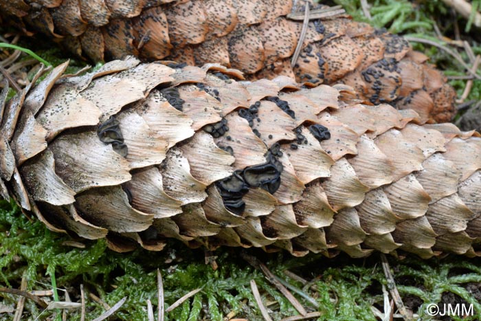 Piceomphale bulgarioides et Phragmotrichum chailletii