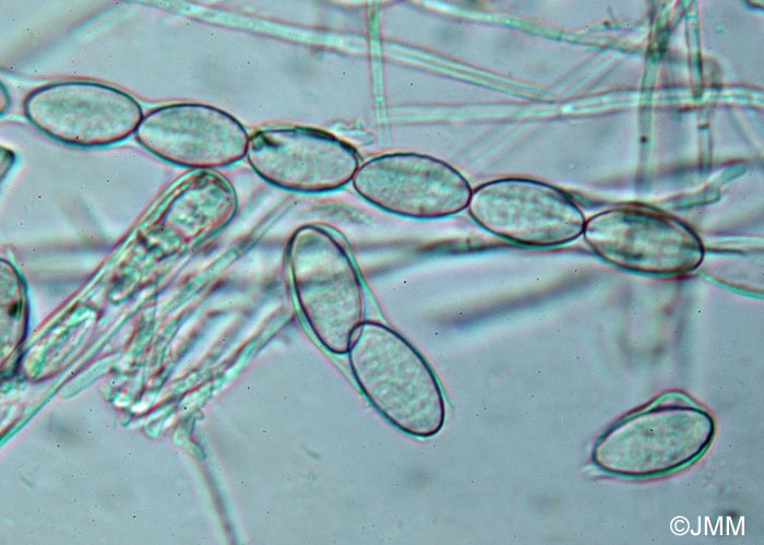 Plectania rhytidia : asques & ascospores