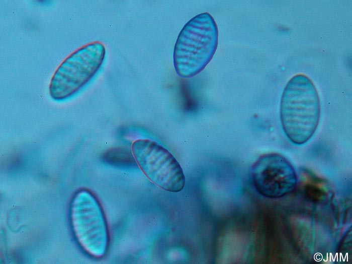 Plectania rhytidia : spores