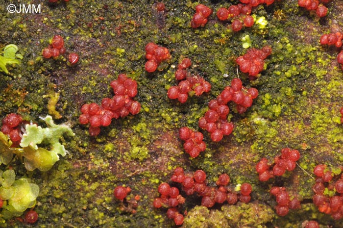 Pleonectria coryli = Nectria coryli