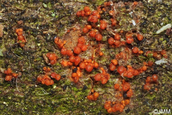 Pleonectria coryli = Nectria coryli