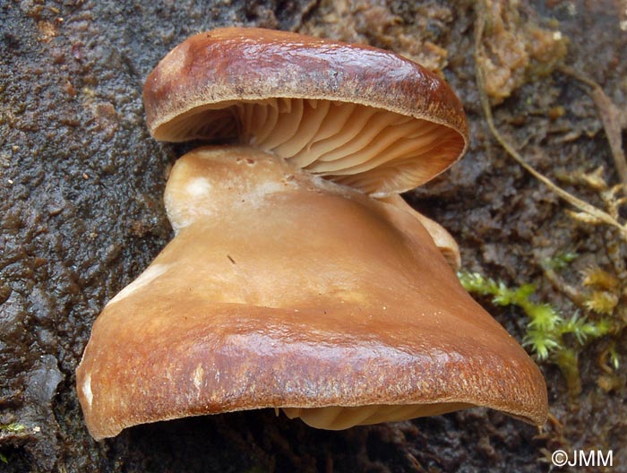 Pleurotus abieticola