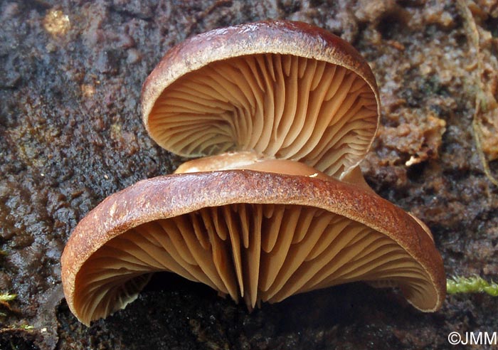 Pleurotus abieticola