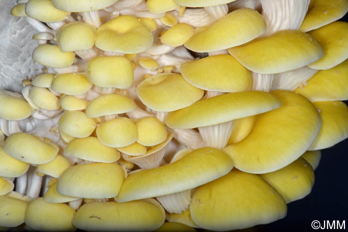 Pleurotus citrinopileatus