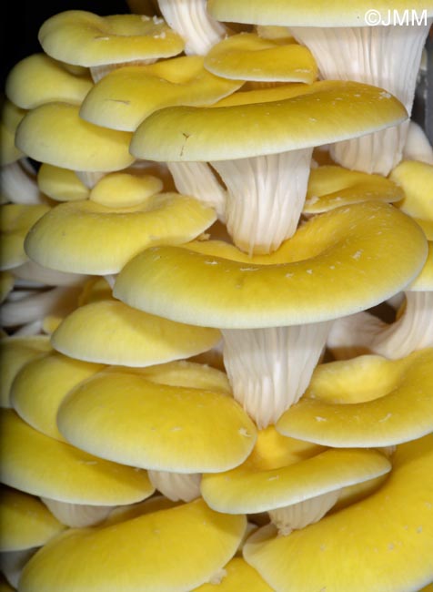 Pleurotus citrinopileatus