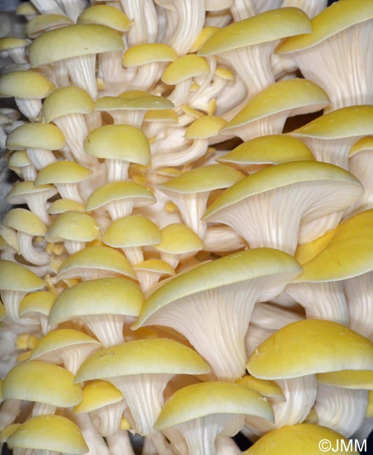 Pleurotus citrinopileatus