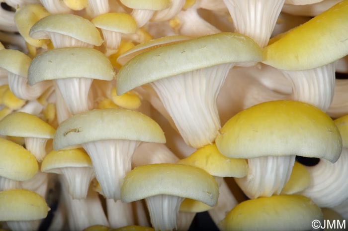 Pleurotus citrinopileatus