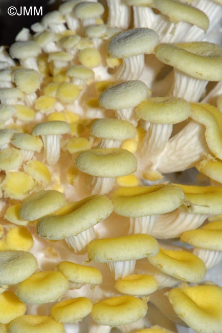 Pleurotus citrinopileatus