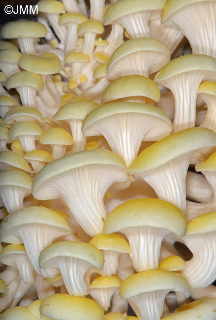 Pleurotus citrinopileatus