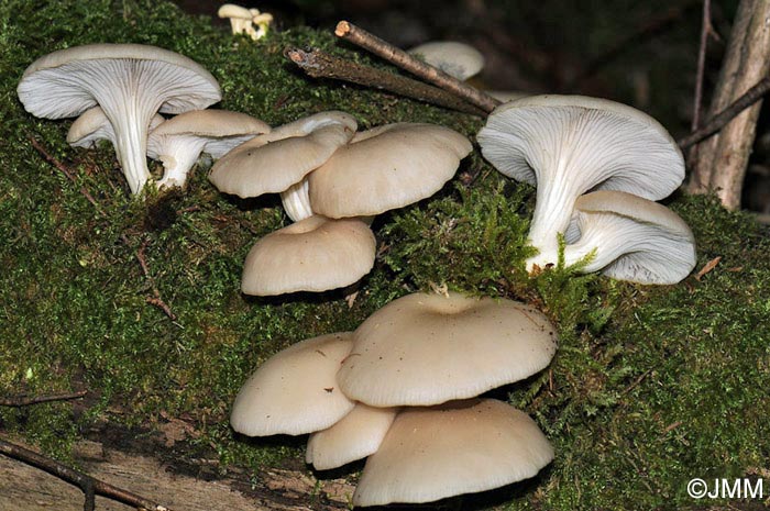 Pleurotus cornucopiae