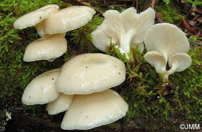 Pleurotus cornucopiae