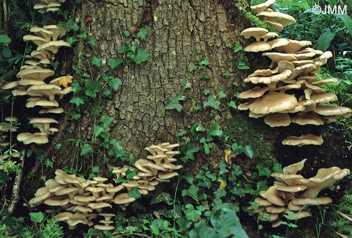 Pleurotus cornucopiae